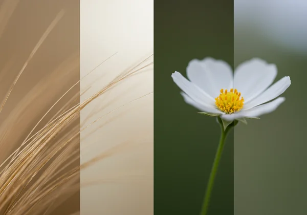 Visual comparison of optical blur vs. digital artifacts